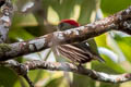 Painted Manakin Machaeropterus eckelberryi