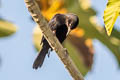 Pale-eyed Blackbird Agelasticus xanthophthalmus