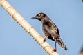 Pale-eyed Blackbird Agelasticus xanthophthalmus