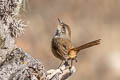 Pale-tailed Canastero Asthenes huancavelicae ssp. nov.