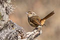 Pale-tailed Canastero Asthenes huancavelicae ssp. nov.