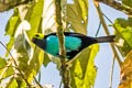 Paradise Tanager Tangara chilensis chilensis