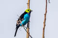 Paradise Tanager Tangara chilensis chlorocorys