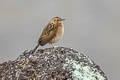 Paramo Pipit Anthus bogotensis immaculatus 