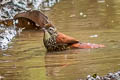 Pearled Treerunner Margarornis squamiger peruvianus