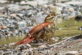 Pearled Treerunner Margarornis squamiger peruvianus