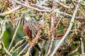 Pearled Treerunner Margarornis squamiger peruvianus