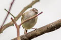 Pearly-vented Tody-Tyrant Hemitriccus margaritaceiventer rufipes