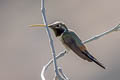 Peruvian Sheartail Thaumastura cora