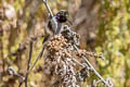 Peruvian Sheartail Thaumastura cora