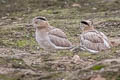 Peruvian Thick-knee Hesperoburhinus superciliaris 