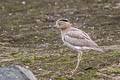 Peruvian Thick-knee Hesperoburhinus superciliaris 