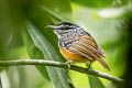 Peruvian Warbling Antbird Hypocnemis peruviana peruviana