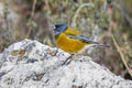 Peruvian Sierra Finch Phrygilus punensis chloronotus