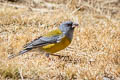 Peruvian Sierra Finch Phrygilus punensis chloronotus