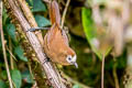 Peruvuan Wren Cinnycerthia peruana (Sepia-browed Wren)