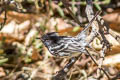 Pied-crested Tit-Tyrant Anairetes reguloides albiventris 