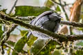 Plain-winged Antshrike Thamnophilus schistaceus schistaceus