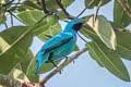 Plum-throated Cotinga Cotinga maynana