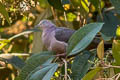 Plumbeous Pigeon Patagioenas plumbea pallescens