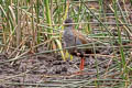 Plumbeous Rail Pardirallus sanguinolentus tschudii