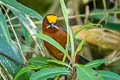 Plushcap Catamblyrhynchus diadema citrinifrons (Plush-capped Finch)