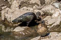 Puna Ibis Plegadis ridgwayi