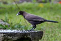 Purplish Jay Cyanocorax cyanomelas