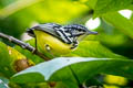 Pygmy Antwren Myrmotherula brachyura