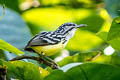 Pygmy Antwren Myrmotherula brachyura