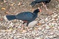 Razor-billed Curassow Mitu tuberosum