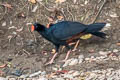 Razor-billed Curassow Mitu tuberosum