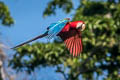 Red-and-green Macaw Ara chloropterus (Green-winged Macaw)