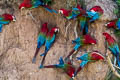 Red-and-green Macaw Ara chloropterus (Green-winged Macaw)