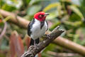 Red-capped Cardinal Paroaria gularis gularis