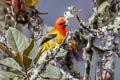 Red-hooded Tanager Piranga rubriceps