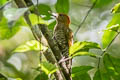 Red-stained Woodpecker Veniliornis affinis hilaris