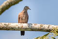 Ruddy Ground Dove Columbina talpacoti talpacoti