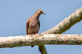 Ruddy Ground Dove Columbina talpacoti talpacoti