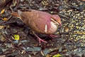 Ruddy Quail-Dove Geotrygon montana montana