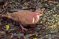 Ruddy Quail-Dove Geotrygon montana montana