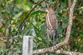 Rufescent Tiger Heron Tigrisoma lineatum lineatum 