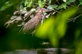 Rufescent Tiger Heron Tigrisoma lineatum lineatum 