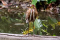 Rufescent Tiger Heron Tigrisoma lineatum lineatum 