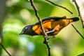 Rufous-bellied Euphonia Euphonia rufiventris rufiventris