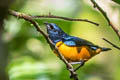 Rufous-bellied Euphonia Euphonia rufiventris rufiventris