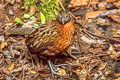 Rufous-breasted Wood Quail Odontophorus speciosus speciosus