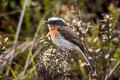 Rufous-breasted Chat-Tyrant Ochthoeca rufipectoralis rufipectoralis