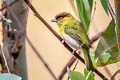 Rufous-browed Peppershrike Cyclarhis gujanensis saturata 