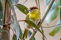 Rufous-browed Peppershrike Cyclarhis gujanensis saturata 